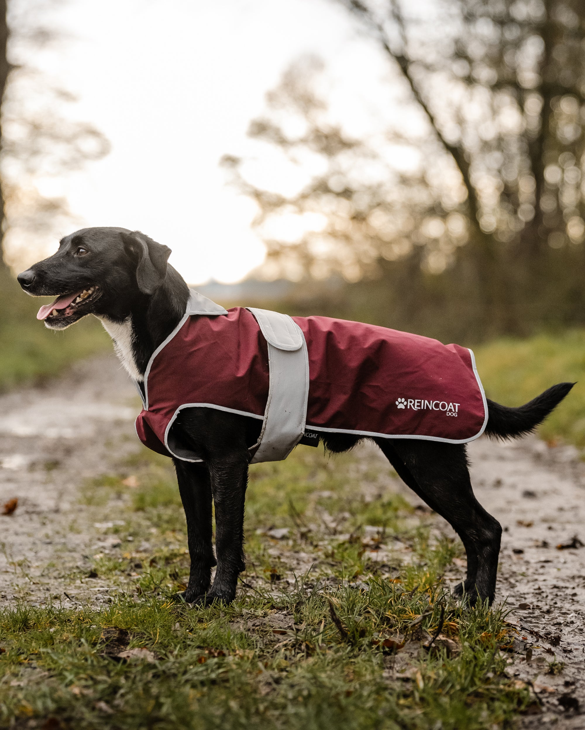 Reincoat Hund - Burgund