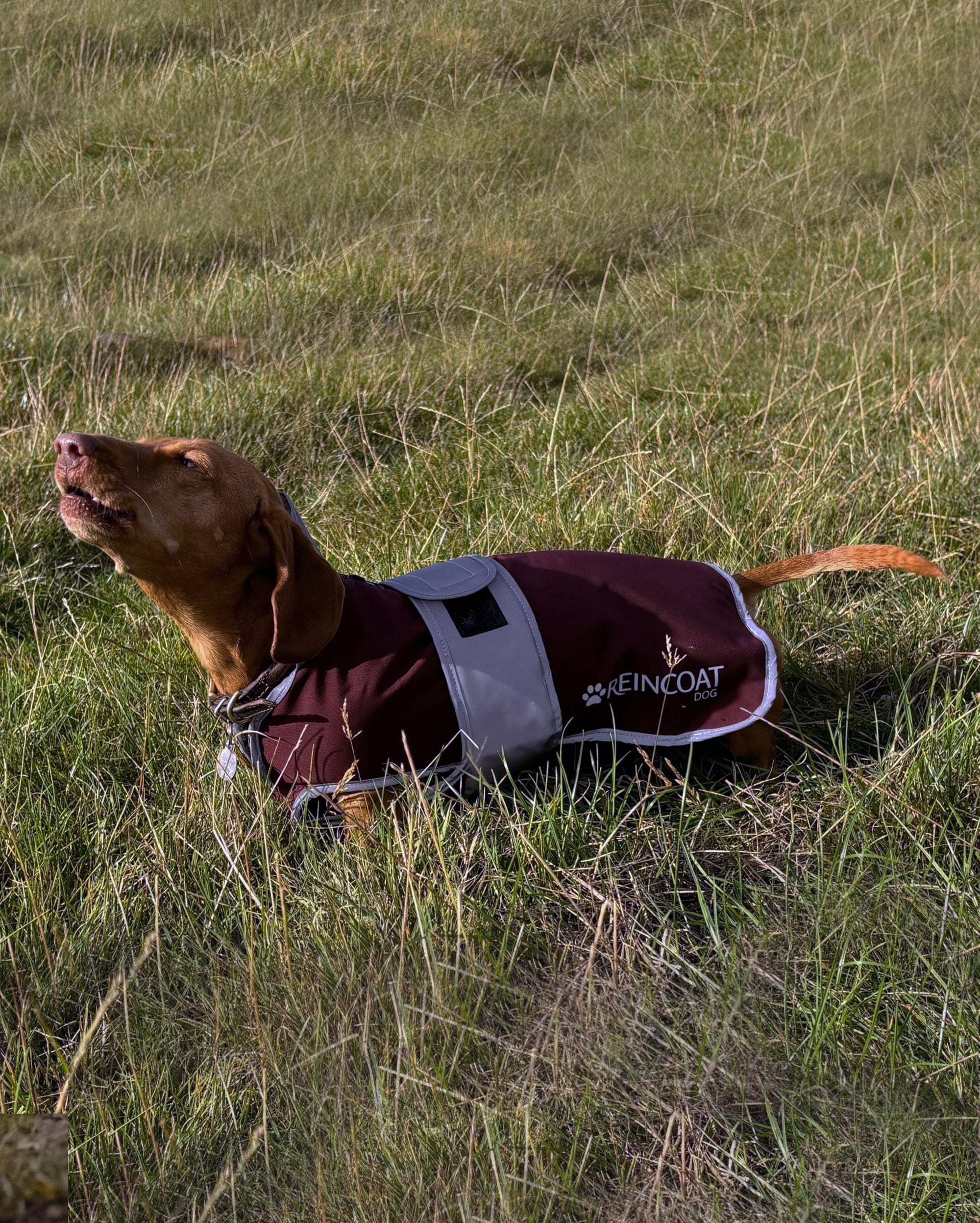 Reincoat Hund - Burgund