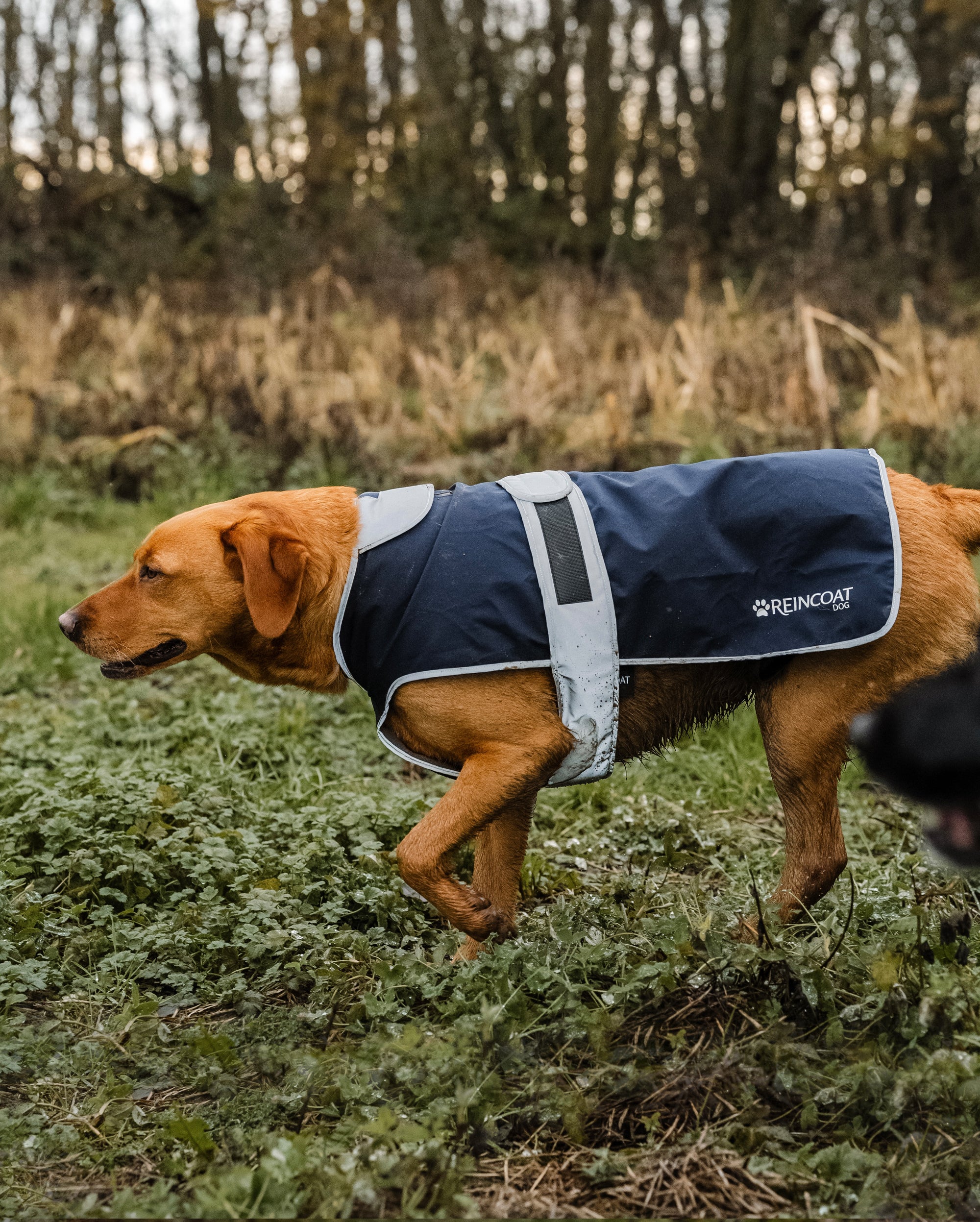 Reincoat für Hunde - Marineblau