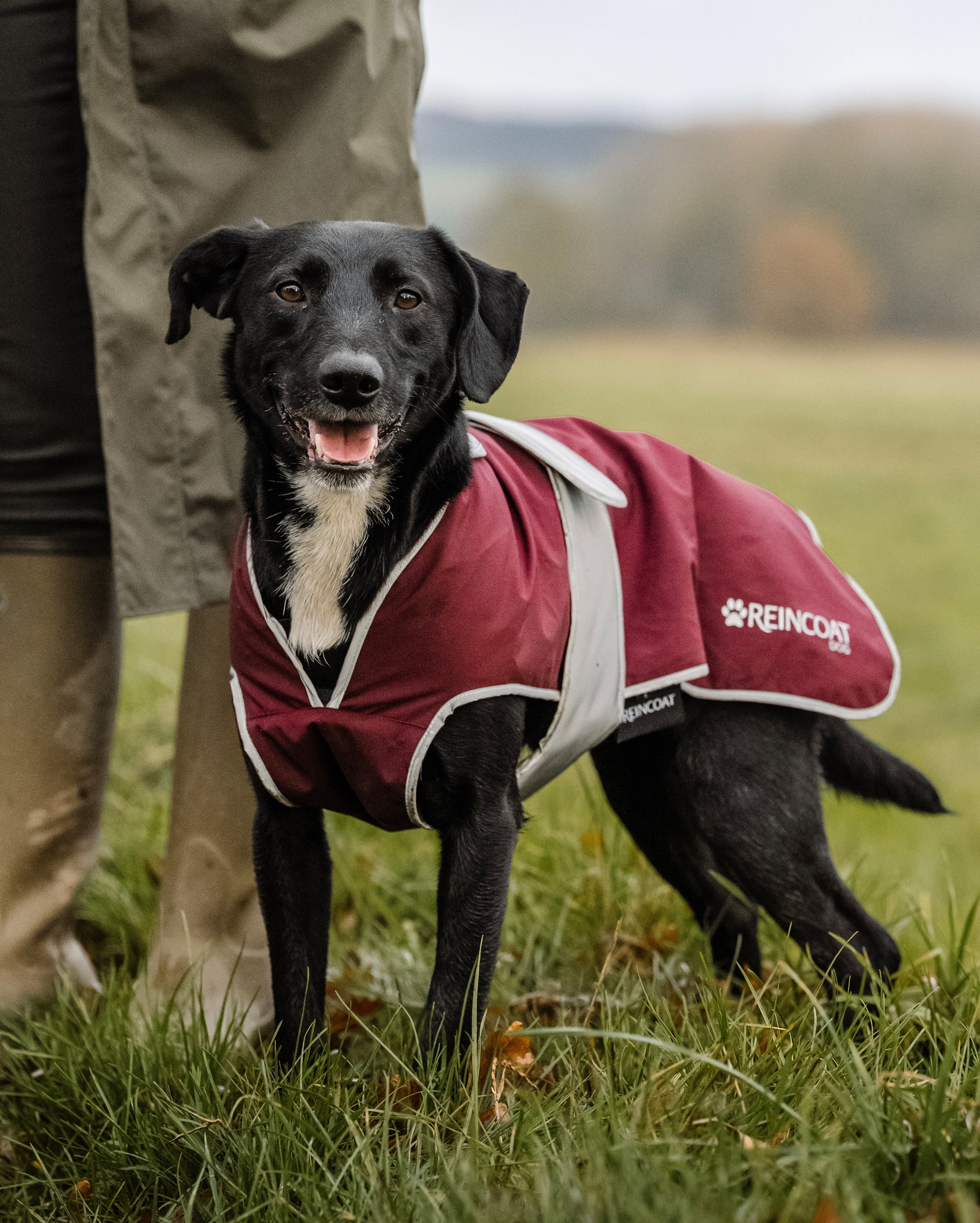 Reincoat Hund - Burgund