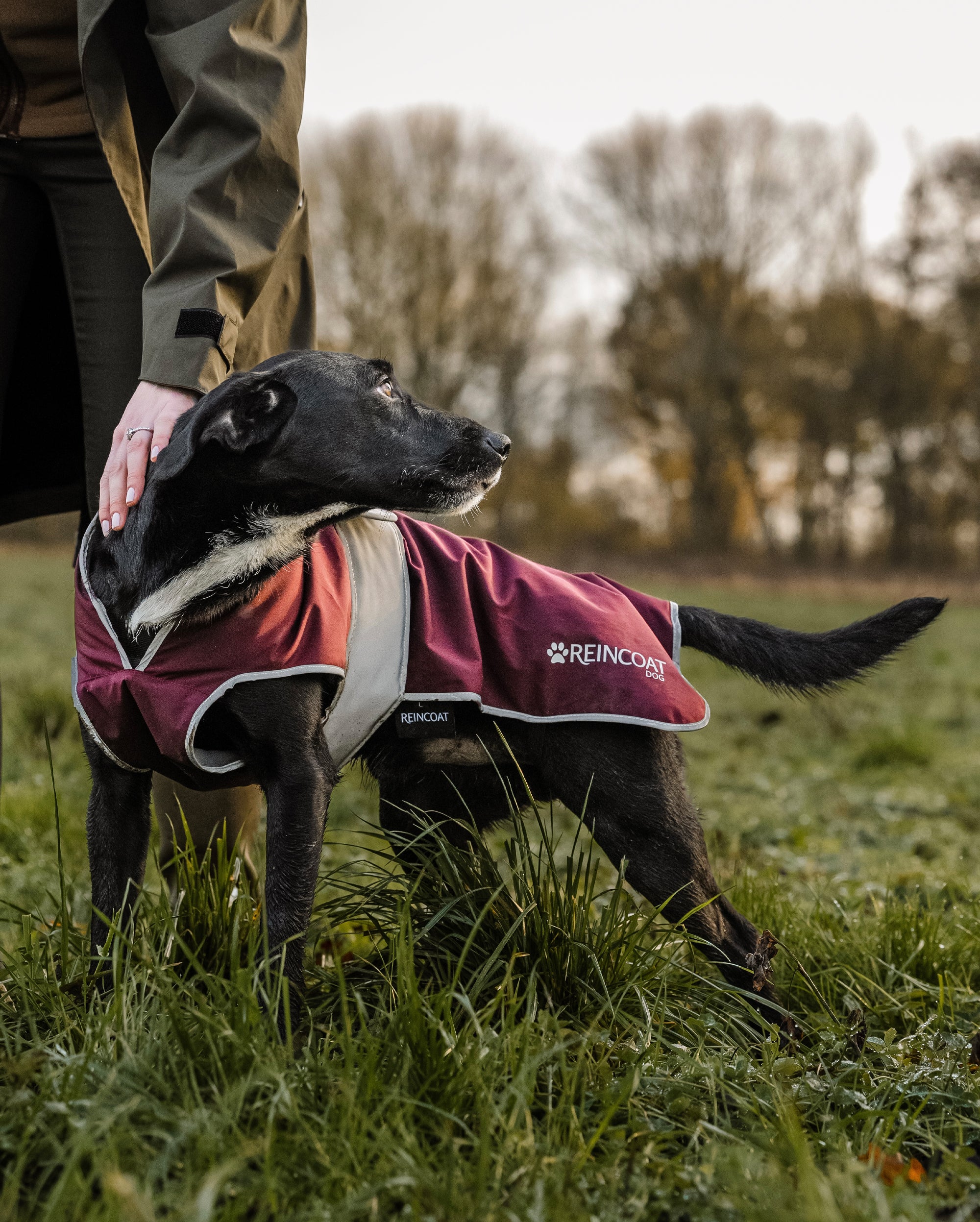 Reincoat Dog - Burgundy