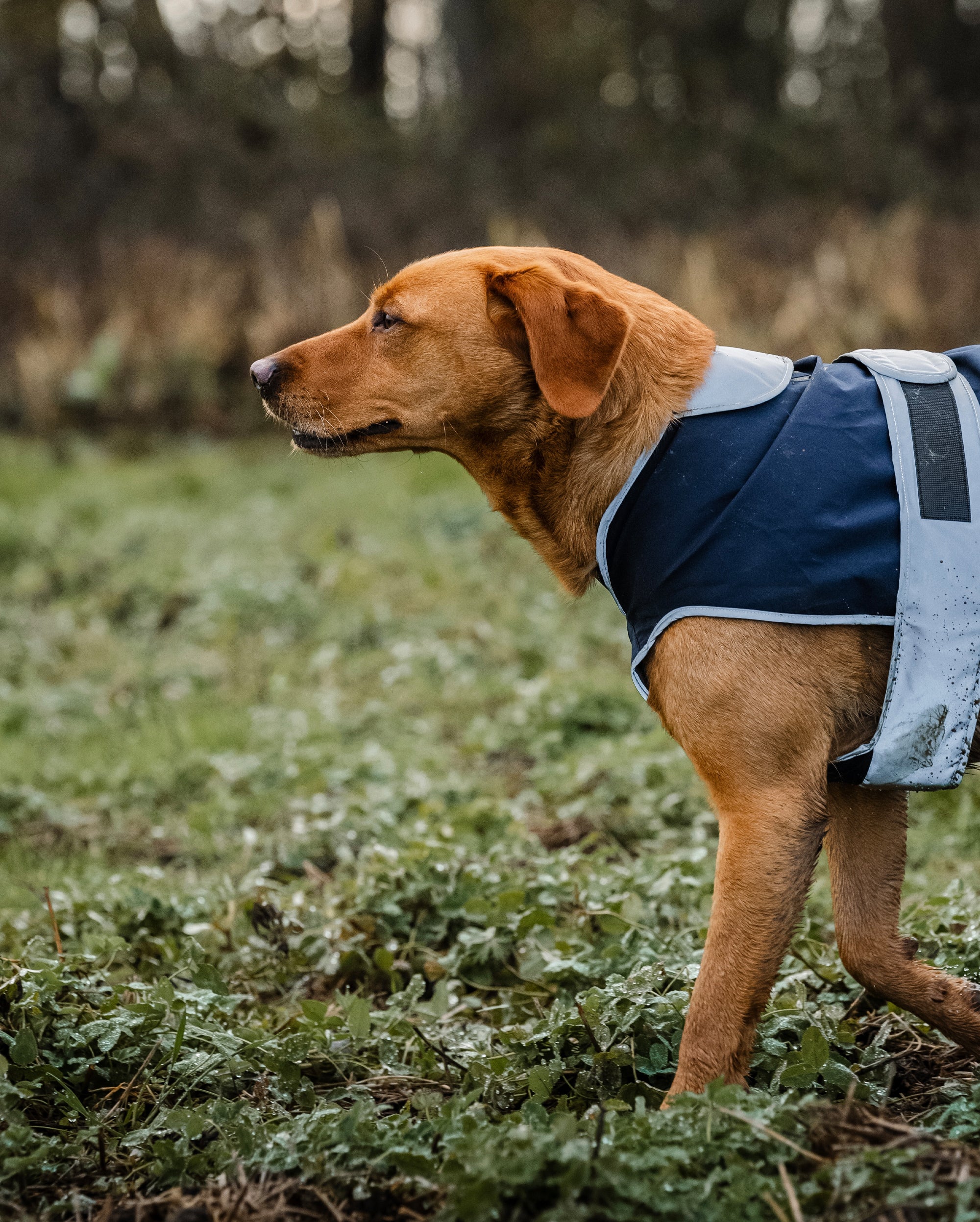 Reincoat für Hunde - Marineblau