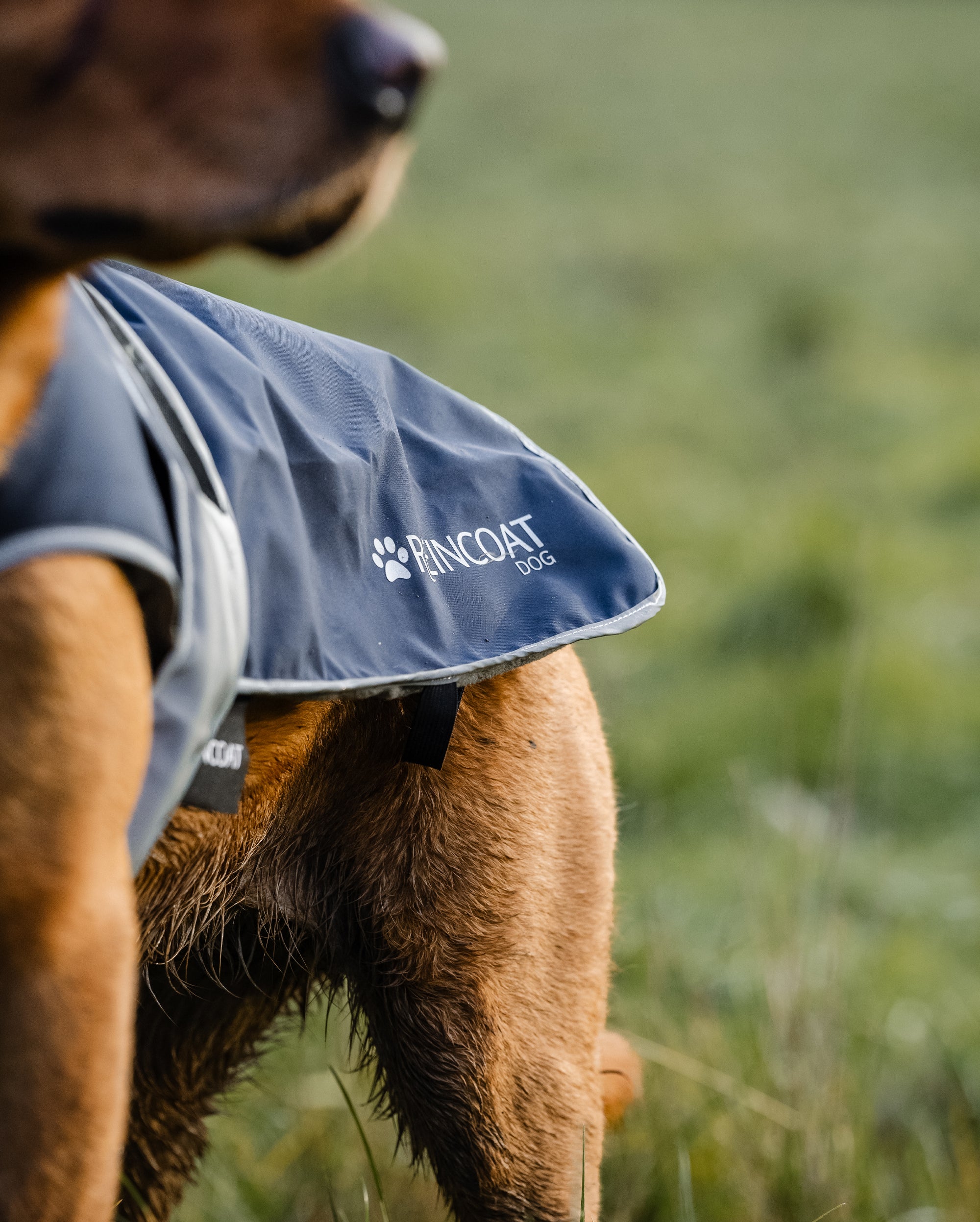 Reincoat für Hunde - Marineblau