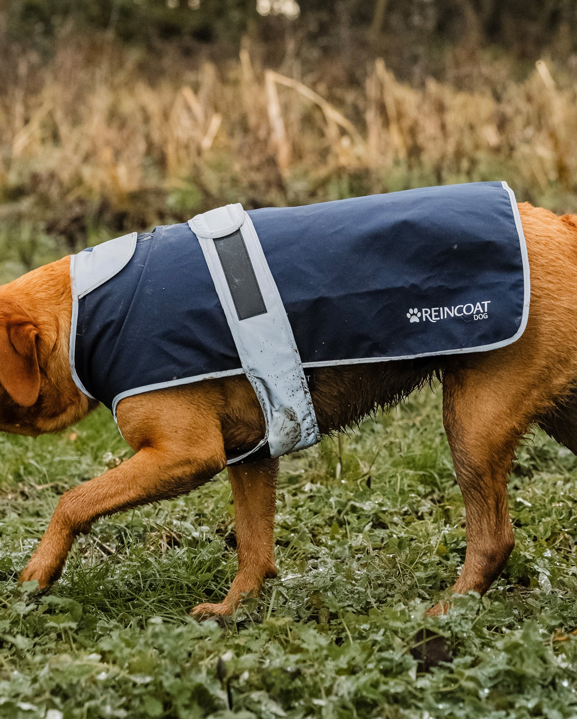 Reincoat für Hunde - Marineblau