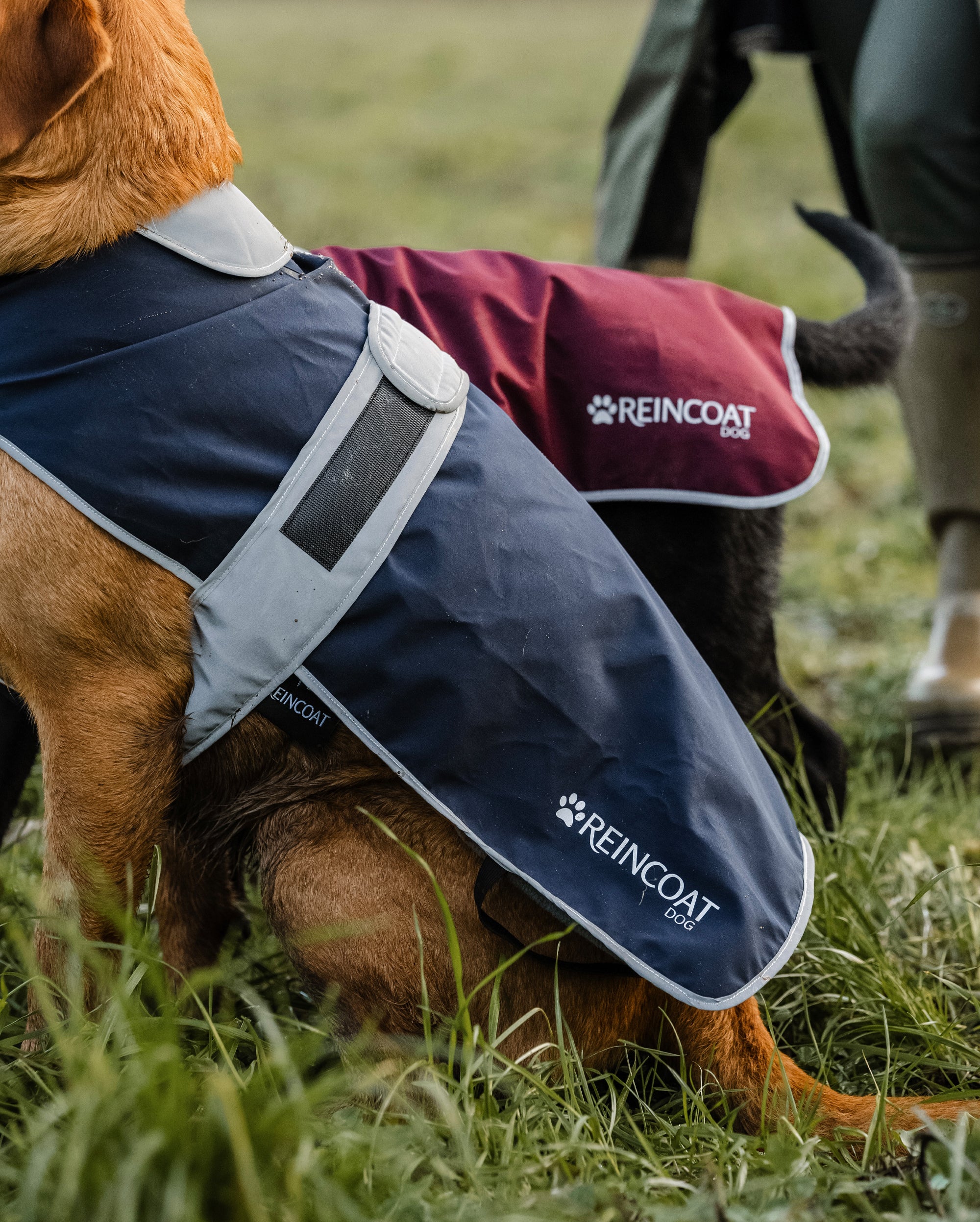 Reincoat für Hunde - Marineblau