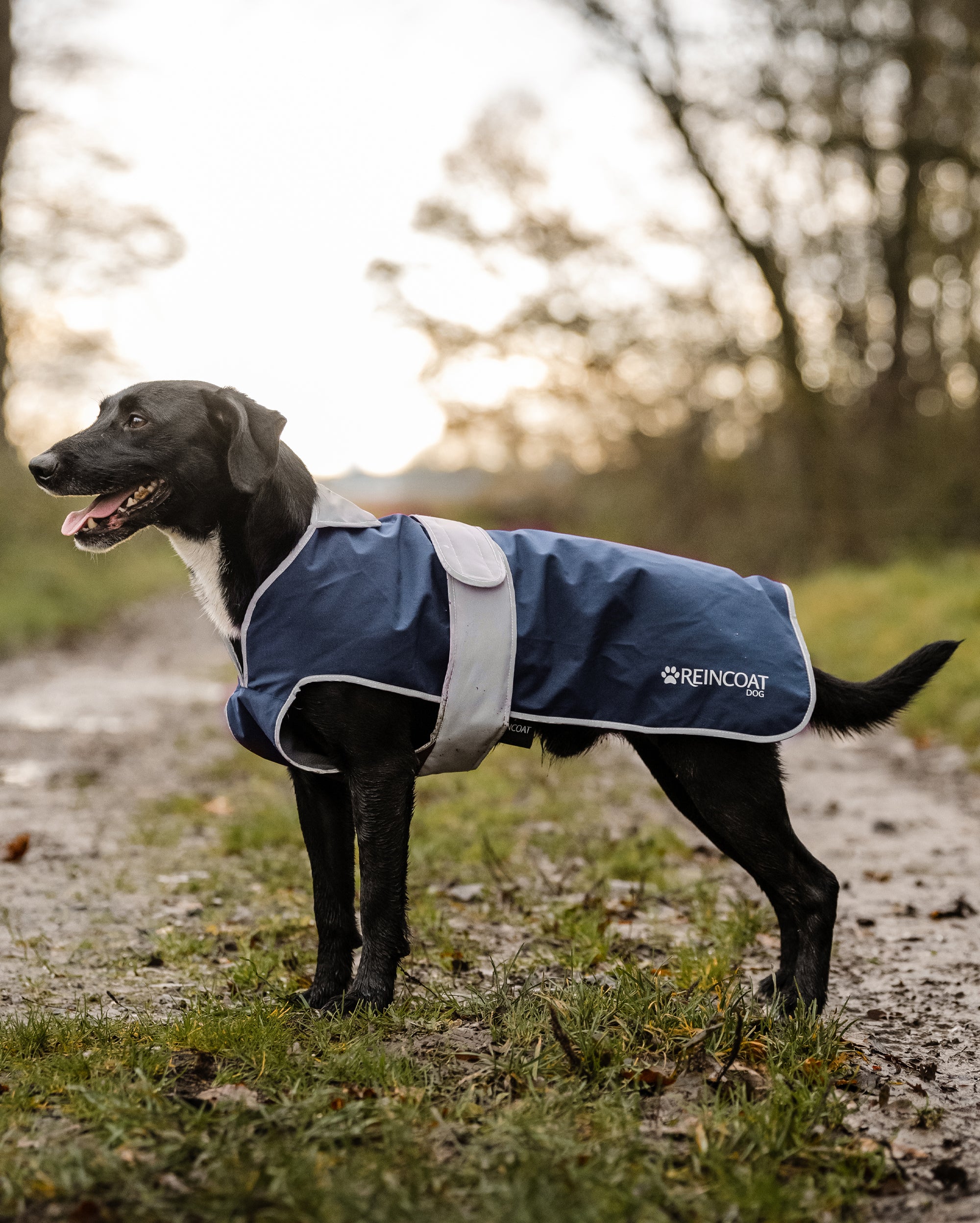 Reincoat für Hunde - Marineblau